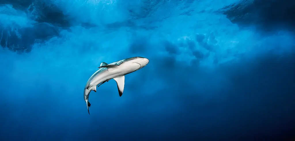 BK-XXL-Planet Ozean-Postkarte »Riffhai unter starken Wellen, Französisch Polynesien«