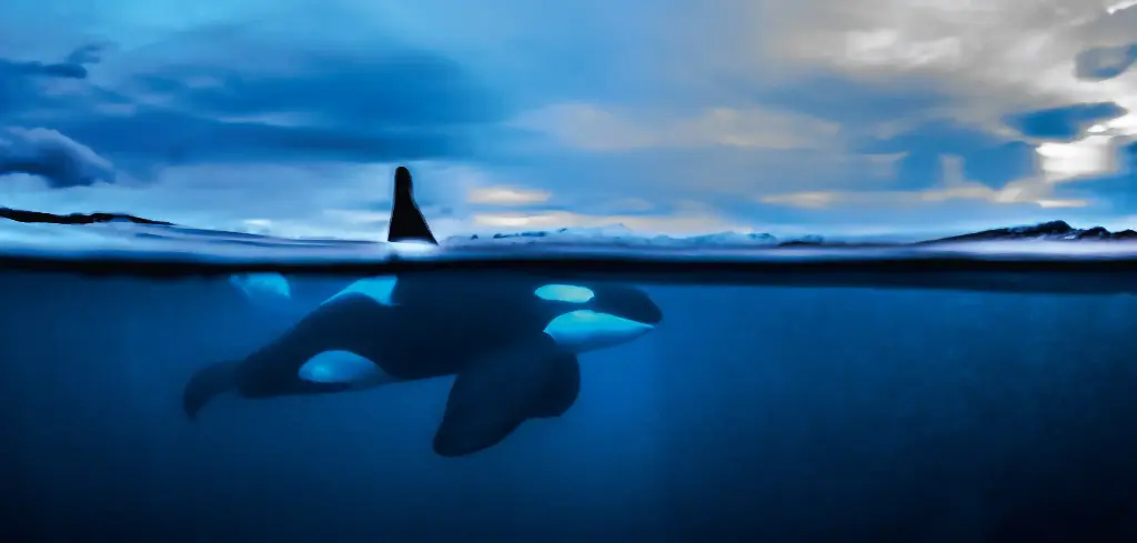 BK-XXL-Planet Ozean-Postkarte »Orca an der Oberfläche«