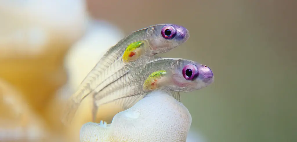 BK-XXL-Planet Ozean-Postkarte »Violettaugen-Zwerggrundel auf einer Hartkoralle, Ägypten«