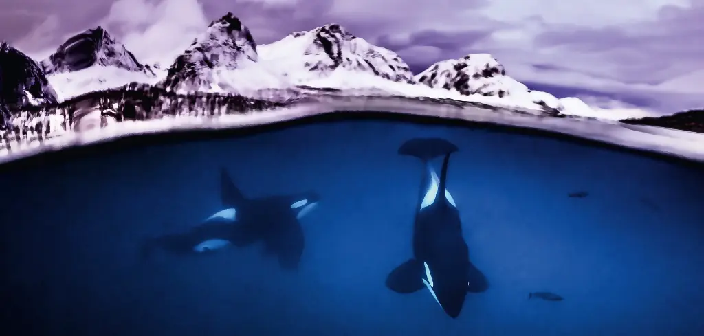 BK-XXL-Planet Ozean-Postkarte »Orcas unter der Oberfläche, Norwegen«