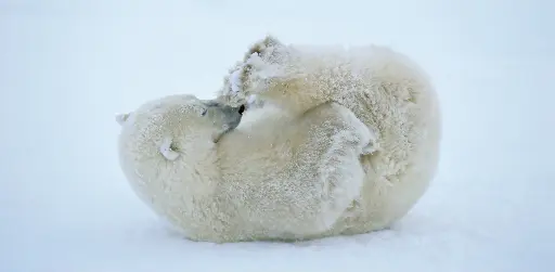 [GEO-XXL-211047] GEO-XXL-Postkarte »Junger Eisbär«