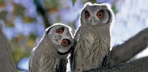 [GEO-XXL-211146] GEO-XXL-Postkarte »Aktive Nachteulen«