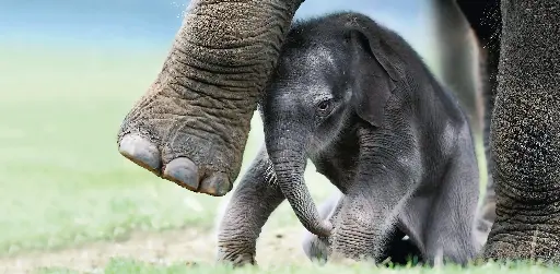 [GEO-XXL-211181] GEO-XXL-Postkarte »Schwergewicht aus Asien«