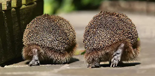 [GEO-XXL-211222] GEO-XXL-Postkarte »Doppelgänger«