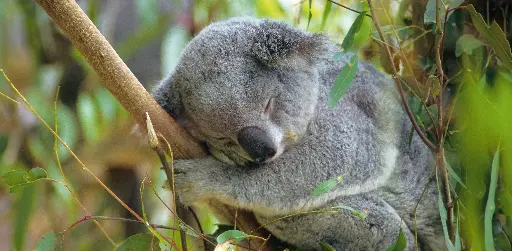 [GEO-XXL-211320] GEO-XXL-Postkarte »Langschläfer«