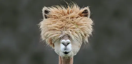 [GEO-XXL-211361] GEO-XXL-Postkarte »Wolliges Neuweltkamel«