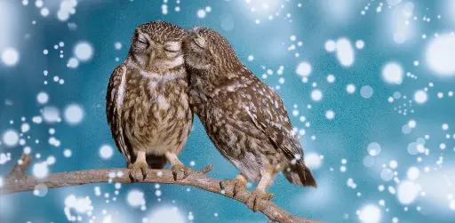 [GEO-XXL-211400] GEO-XXL-Postkarte »Kauz sucht Käuzin«