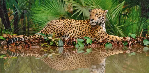 [GEO-XXL-211414] GEO-XXL-Postkarte »Spieglein, Spieglein...«