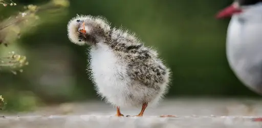 [GEO-XXL-211422] GEO-XXL-Postkarte »Küstenseeschwalbe«