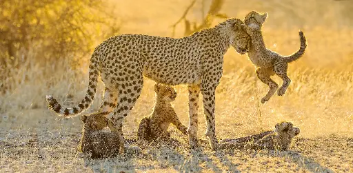 [GEO-XXL-211439] GEO-XXL-Postkarte »Geparde«