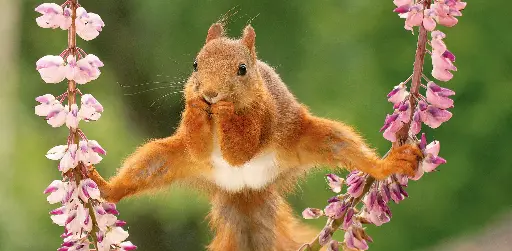 [GEO-XXL-211465] GEO-XXL-Postkarte »Eichhörnchen«