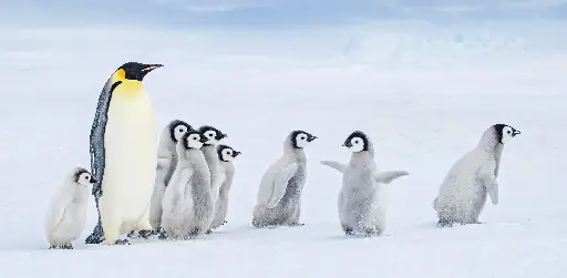 [GEO-XXL-211469] GEO-XXL-Postkarte »Antarktische Kita«