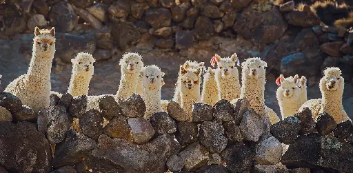 [GEO-XXL-211470] GEO-XXL-Postkarte »Andine Zaungäste«