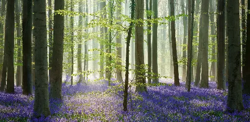 [GEO-XXL-211491] GEO-XXL-Postkarte »Morgenwald«