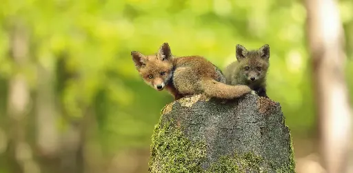 [GEO-XXL-211498] GEO-XXL-Postkarte »Junge Füchse«