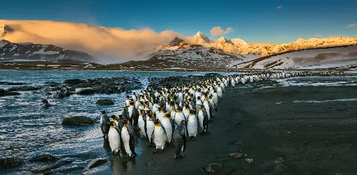 [GEO-XXL-211499] GEO-XXL-Postkarte »Königspinguine«