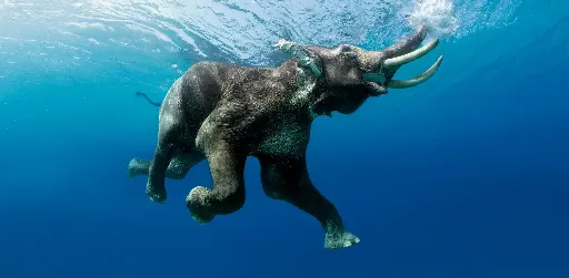 [GEO-XXL-211502] GEO-XXL-Postkarte »Abgetaucht«