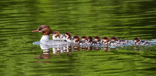 [GEO-XXL-211517] GEO-XXL-Postkarte »Der Größte«