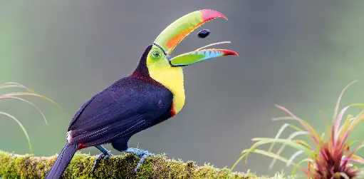 [GEO-XXL-211519] GEO-XXL-Postkarte »Fischertukan«