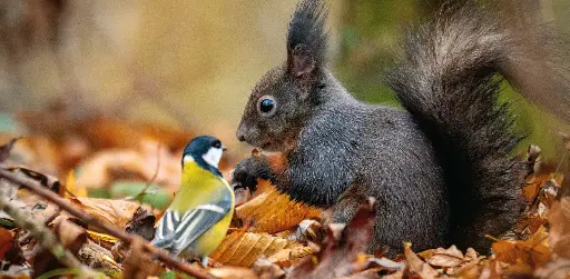 [GEO-XXL-211520] GEO-XXL-Postkarte »Meise und Eichhörnchen«