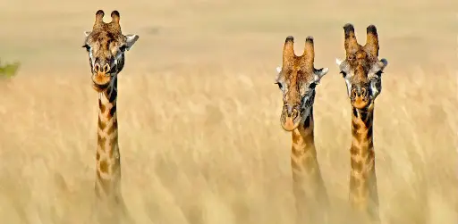 [GEO-XXL-211525] GEO-XXL-Postkarte »Auf Empfang«