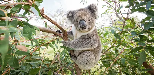 [GEO-XXL-211464] GEO-XXL-Postkarte »Koala«