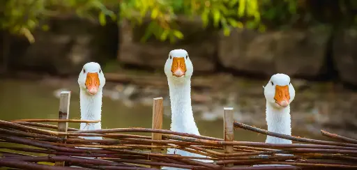 [GEO-XXL-211528] GEO-XXL-Postkarte »Gänse«