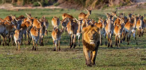 [GEO-XXL-211535] GEO-XXL-Postkarte »Löwe und Gazellen«