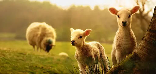 [GEO-XXL-211537] GEO-XXL-Postkarte »Lämmer«