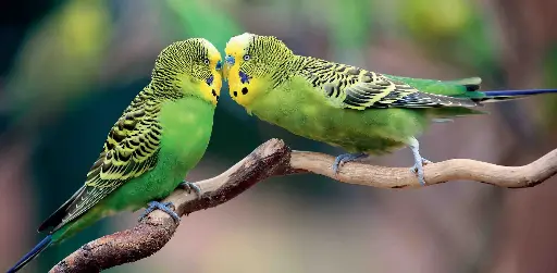 [BK-XXL-210061] BK-XXL-Postkarte »Wellensittiche«