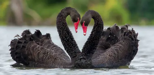 [BK-XXL-210064] BK-XXL-Postkarte »Schwarzschwäne«