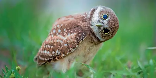 [BK-XXL-210066] BK-XXL-Postkarte »Eule«