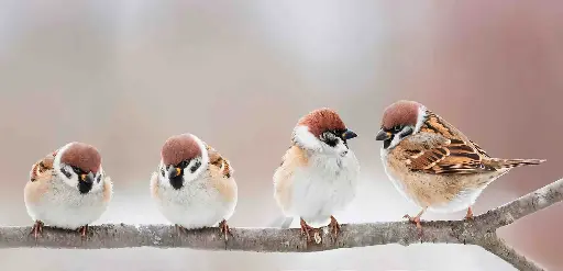 [BK-XXL-210069] BK-XXL-Postkarte »Lustige Vögel«