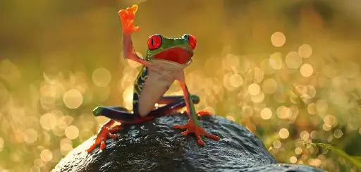 [BK-XXL-210072] BK-XXL-Postkarte »Frosch«