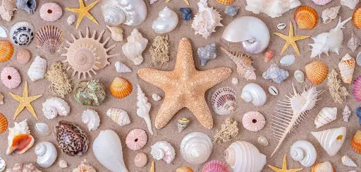 [BK-XXL-210073] BK-XXL-Postkarte »Muscheln«