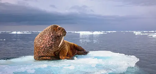 [BK-XXL-210074] BK-XXL-Postkarte »Walross«