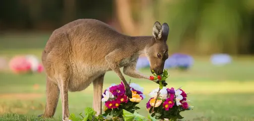 [BK-XXL-210077] BK-XXL-Postkarte »Känguru«