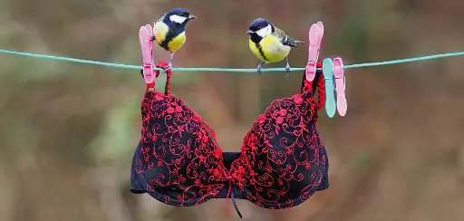 [BK-XXL-210078] BK-XXL-Postkarte »Meisen«