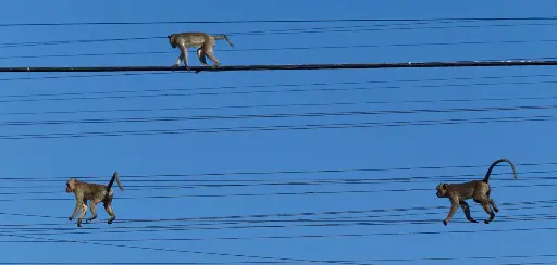 [BK-XXL-210079] BK-XXL-Postkarte »Affen«