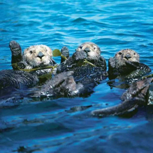 [GEO-DK-212002] GEO-Doppelkarte »Nordpazifischer Seeotter«