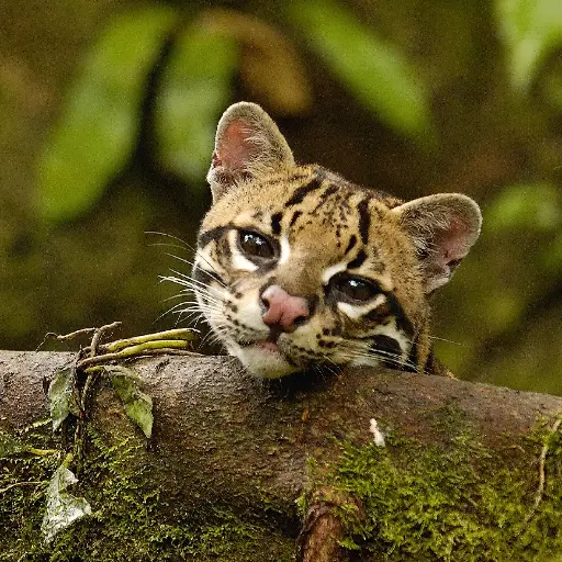 [GEO-DK-212086] GEO-Doppelkarte »Einst stark bejagt«