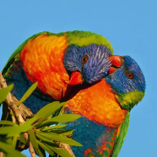 [BK-DK-209034] BK-Doppelkarte »Papageienpaar«