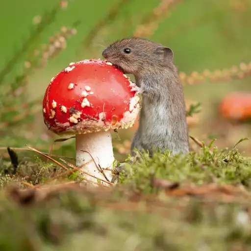 [BK-DK-209036] BK-Doppelkarte »Maus am Pilz«