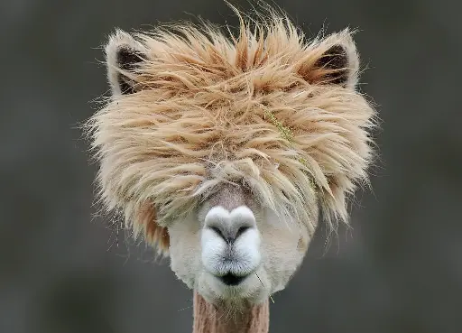 [GEO-A6-215081] GEO-A6-Postkarte »Wolliges Neuweltkamel«