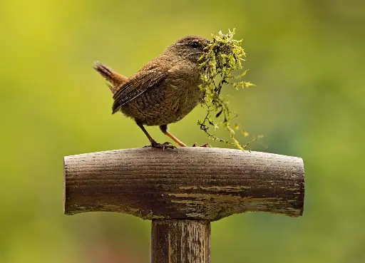 [GEO-A6-215124] GEO-A6-Postkarte »Kleiner König«