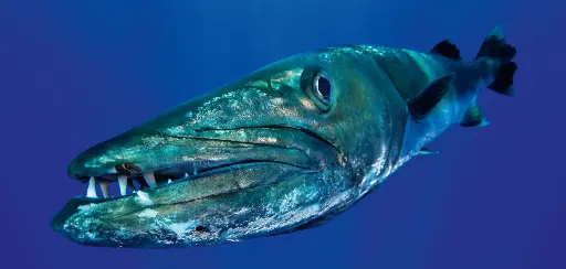 [BK-XXL-411003] BK-XXL-Planet Ozean-Postkarte »Großer Barakuda, Papua Neuguinea«