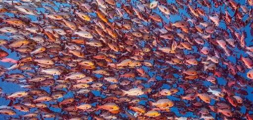 [BK-XXL-411005] BK-XXL-Planet Ozean-Postkarte »Schnapperschwarm«