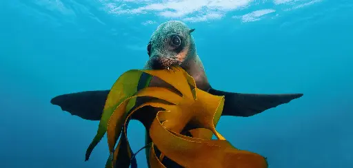 [BK-XXL-411010] BK-XXL-Planet Ozean-Postkarte »Südafrikanischer Seebär mit einem Stück Kelpwald«