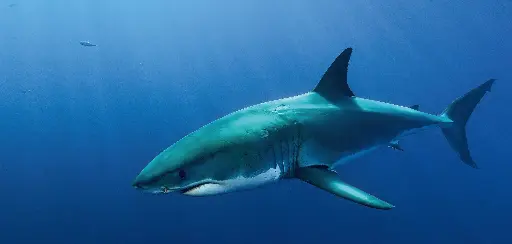 [BK-XXL-411012] BK-XXL-Planet Ozean-Postkarte »Weißer Hai«