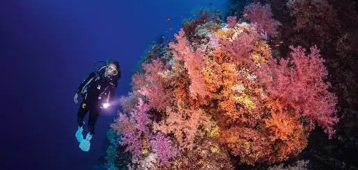 [BK-XXL-411013] BK-XXL-Planet Ozean-Postkarte »Korallenriff mit Taucherin in Ägypten«